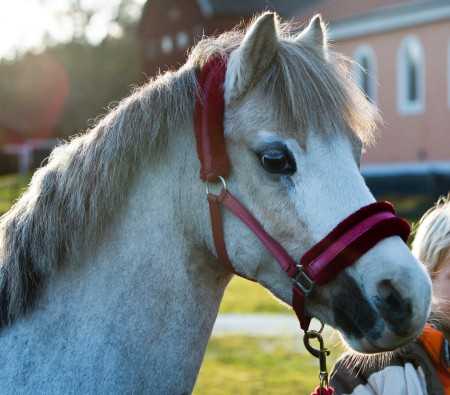 Barbie 13 dec 2014. foto: M.Å